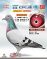 图片暂时未上传