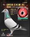 图片暂时未上传