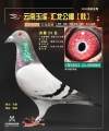 图片暂时未上传