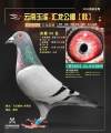 图片暂时未上传