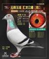 图片暂时未上传
