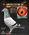 图片暂时未上传