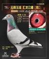 图片暂时未上传