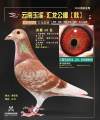 图片暂时未上传