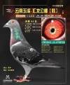 图片暂时未上传