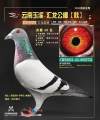 图片暂时未上传