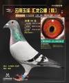 图片暂时未上传