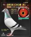 图片暂时未上传