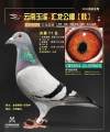图片暂时未上传