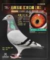 图片暂时未上传