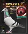 图片暂时未上传