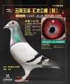 图片暂时未上传