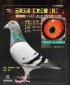 图片暂时未上传