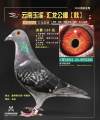 图片暂时未上传