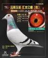 图片暂时未上传