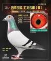 图片暂时未上传
