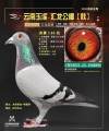 图片暂时未上传