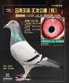 图片暂时未上传