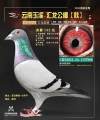 图片暂时未上传