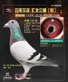 图片暂时未上传