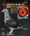 图片暂时未上传