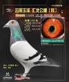图片暂时未上传