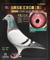 图片暂时未上传