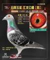 图片暂时未上传