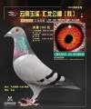 图片暂时未上传