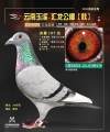 图片暂时未上传