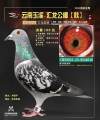 图片暂时未上传