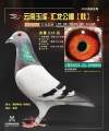 图片暂时未上传