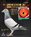 图片暂时未上传