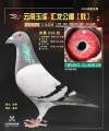 图片暂时未上传