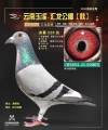 图片暂时未上传