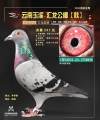 图片暂时未上传