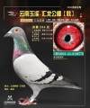 图片暂时未上传