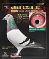 图片暂时未上传