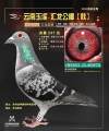 图片暂时未上传