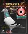 图片暂时未上传