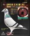 图片暂时未上传
