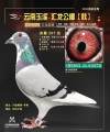 图片暂时未上传