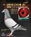 图片暂时未上传