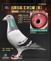 图片暂时未上传