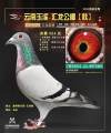 图片暂时未上传