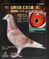 图片暂时未上传
