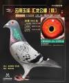 图片暂时未上传