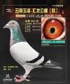 图片暂时未上传