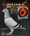 图片暂时未上传