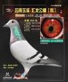 图片暂时未上传